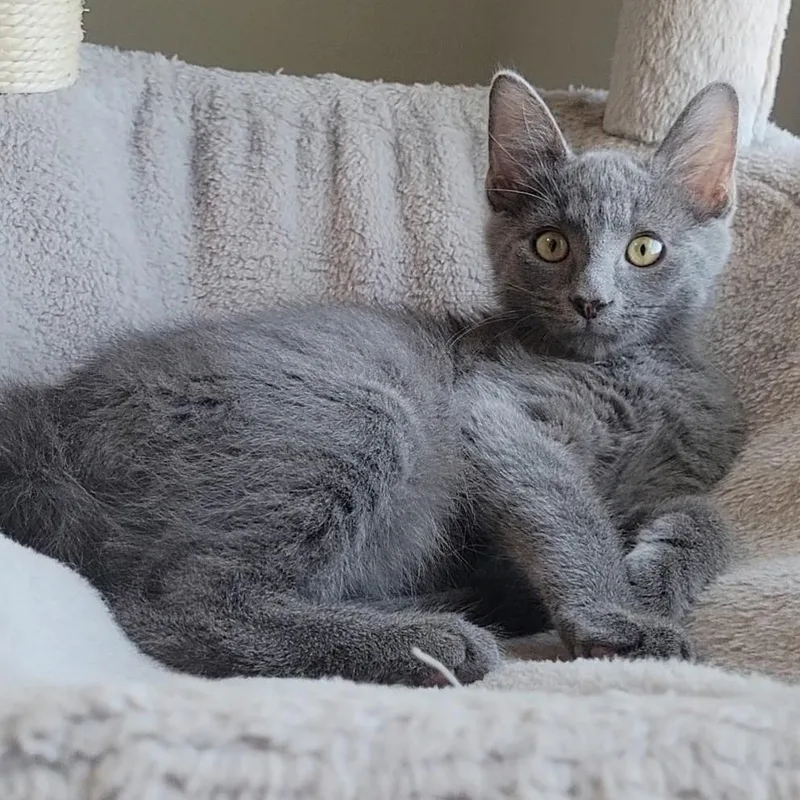 A young medium-sized male Gray / Blue / Silver Domestic Short Hair cat named Bilbao for adoption in Litchfield Park, AZ