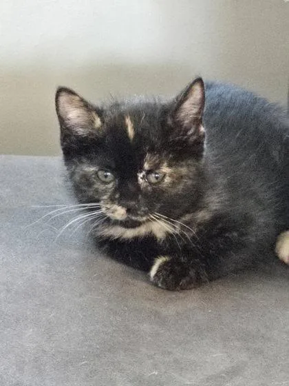A baby small-sized female Domestic Short Hair cat named Bucket for adoption in Hobart, IN