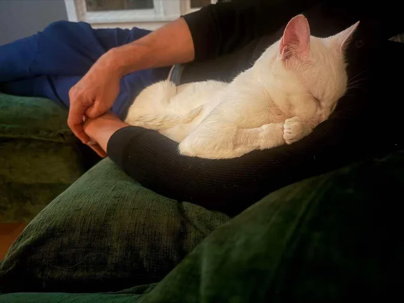 A young medium-sized male Domestic Short Hair cat named Aspen for adoption in Chicago, IL