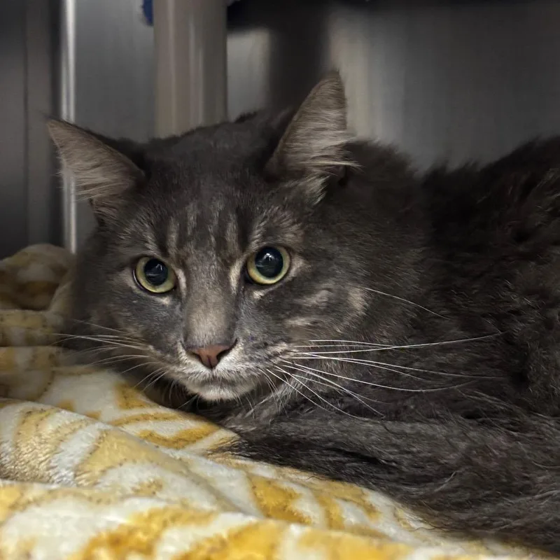 A young small-sized male Gray / Blue / Silver Domestic Long Hair cat named Richard for adoption in Springfield, MA