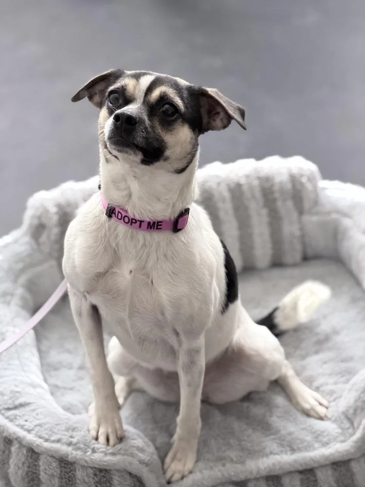 Miss Monroe thumbnail 3