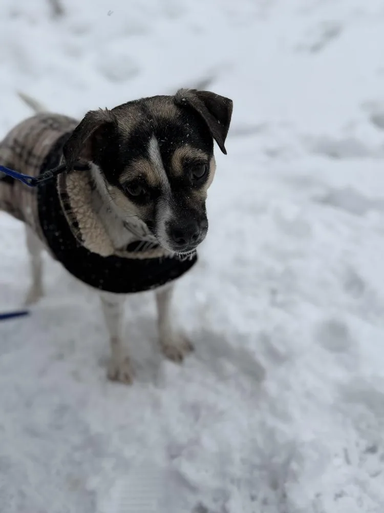 Miss Monroe thumbnail 4