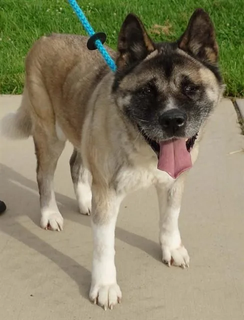 An adult extra large-sized female Akita dog named Lisa for adoption in Olivette, MO