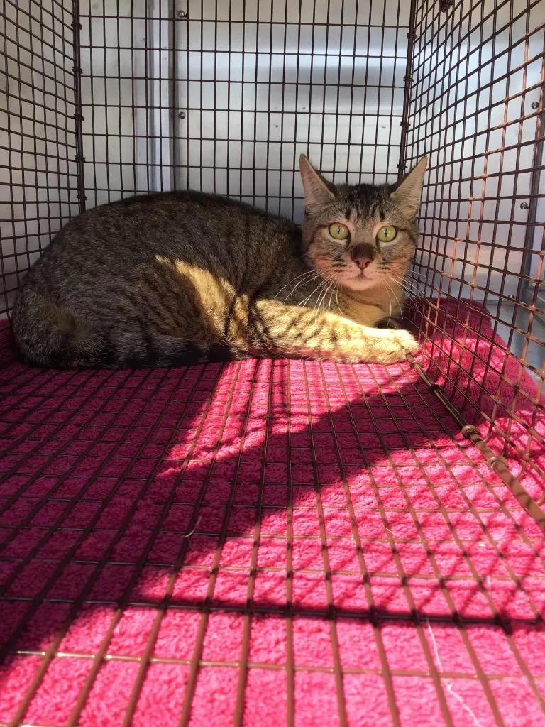 A young small-sized male Domestic Short Hair cat named Marioso for adoption in New Braunfels, TX