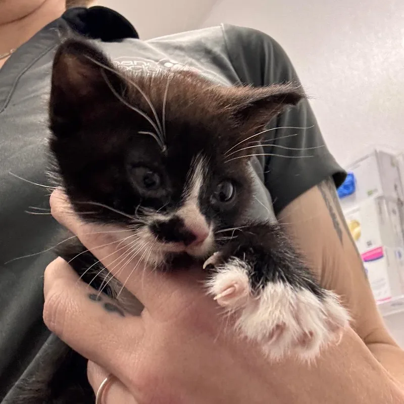 A baby small-sized female Black Domestic Short Hair cat named Brie for adoption in Tampa, FL