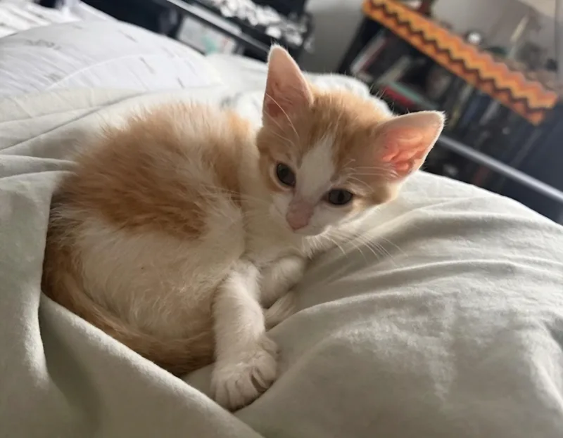 A baby small-sized male Domestic Short Hair cat named Cheezit for adoption in Knoxville, TN