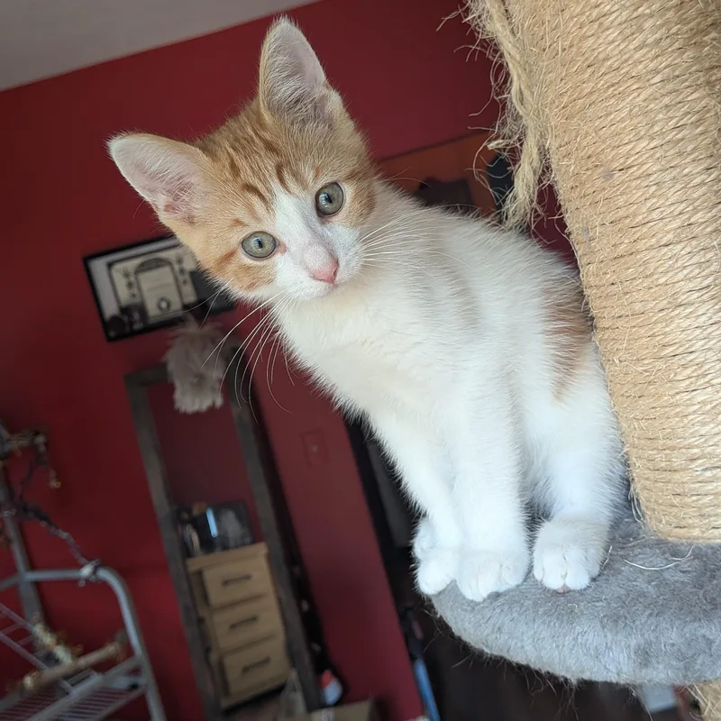A baby medium-sized male Orange & White Domestic Short Hair cat named Thursday for adoption in Hudsonville, MI
