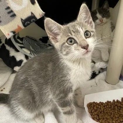 A baby small-sized male Domestic Short Hair cat named Harry for adoption in Wheaton, IL