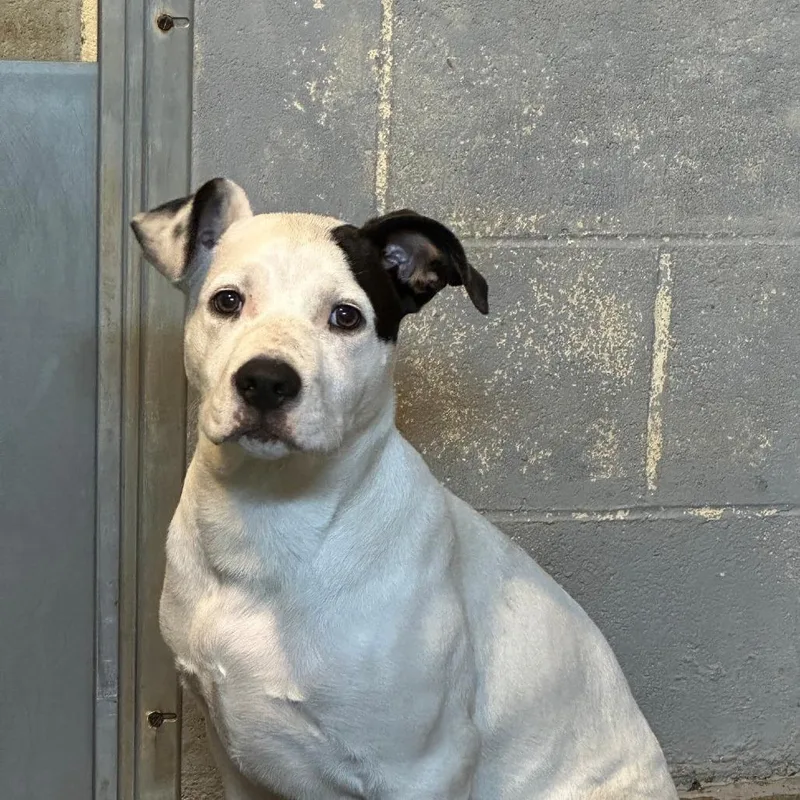 A baby medium-sized male Pit Bull Terrier dog named Wendell for adoption in Coos Bay, OR