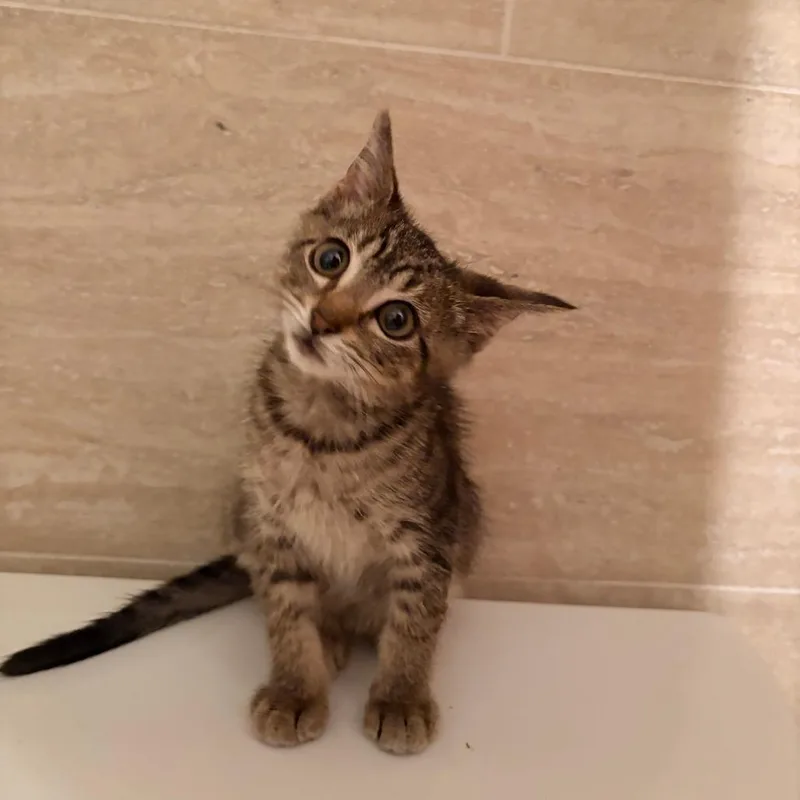 A baby small-sized female Gray / Blue / Silver Domestic Short Hair cat named Alejandra for adoption in West Palm Beach, FL