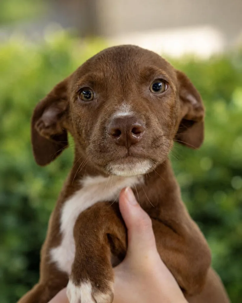 A baby extra large-sized male Terrier dog named Gus for adoption in North Syracuse, NY