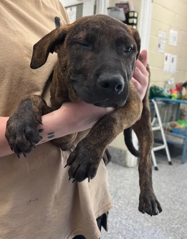 A young medium-sized male Brindle Pit Bull Terrier dog named Walnut for adoption in Burgaw, NC