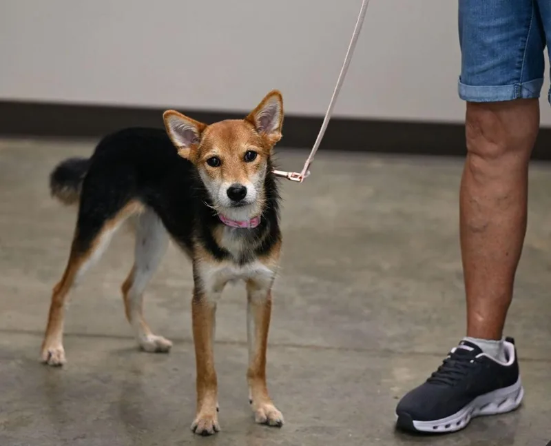 A young small-sized female Black Shiba Inu dog named Shirobi for adoption in Hot Springs, AR