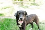 Stella