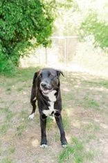 Stella thumbnail 2