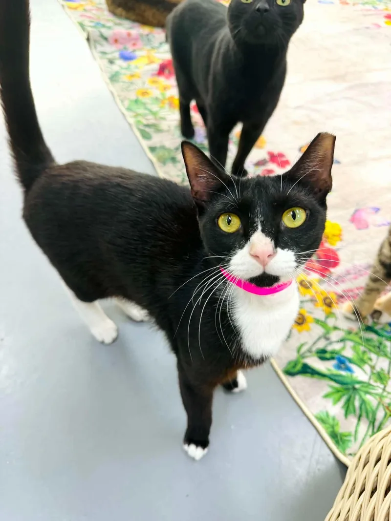 An adult medium-sized female Black & White / Tuxedo Domestic Short Hair cat named June for adoption in Tavares, FL