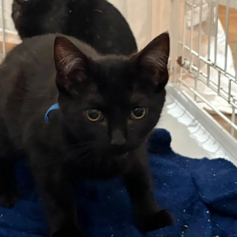 A baby small-sized female Domestic Short Hair cat named Zara for adoption in Cumming, GA