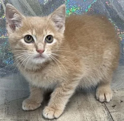 An adult small-sized female Domestic Short Hair cat named Fawn for adoption in Shreveport, LA