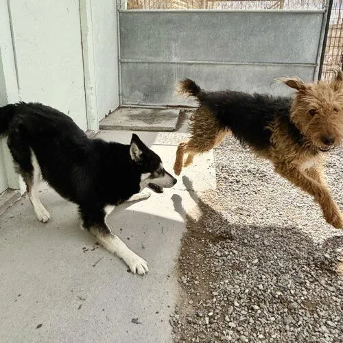 A young medium-sized male Bicolor Siberian Husky dog named Lucky for adoption in Dillon, MT