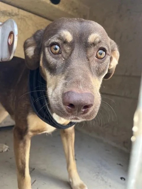 A young medium-sized female Doberman Pinscher dog named A for adoption in Oklahoma City, OK