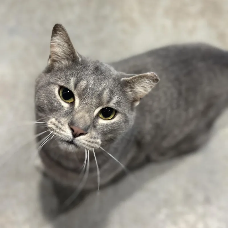 An adult medium-sized male Gray / Blue / Silver Domestic Short Hair cat named Vulcan for adoption in Matteson, IL