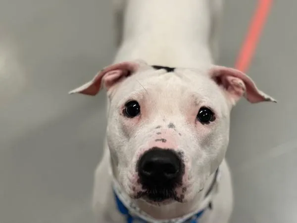 An adult medium-sized female Mixed Breed dog named Shortcake for adoption in Ridgewood, NY