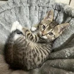 Charlie