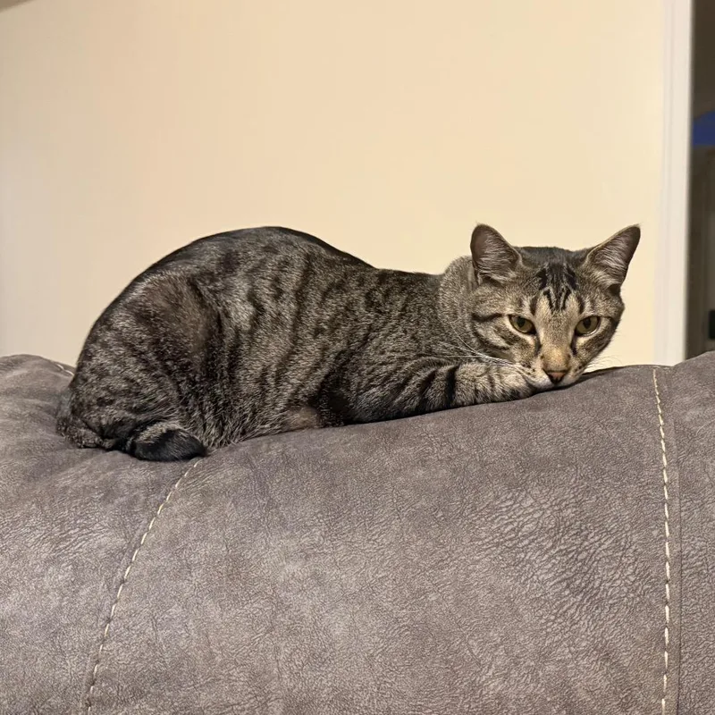An adult small-sized male Gray / Blue / Silver Domestic Short Hair cat named Daiquiri for adoption in Huntsville, AL
