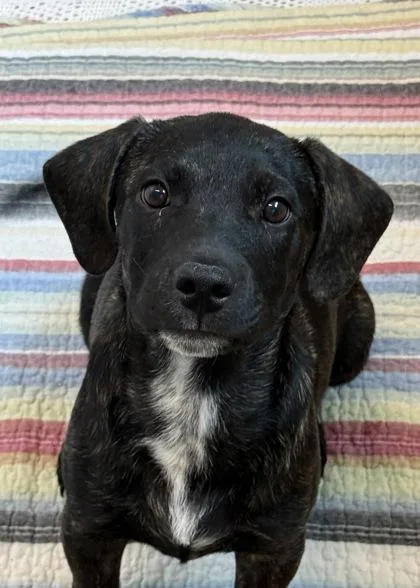 A young medium-sized male Hound dog named Drifter for adoption in Aiken, SC