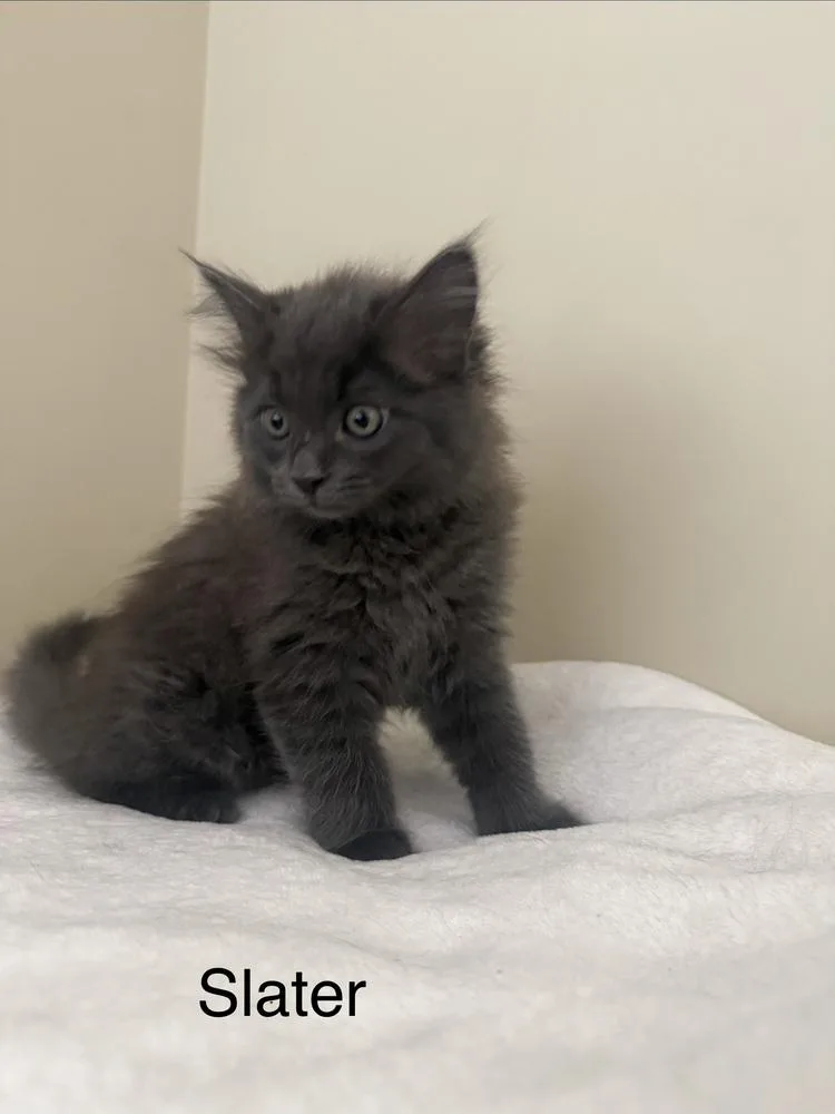 A baby medium-sized male Gray / Blue / Silver Domestic Medium Hair cat named Slater “mr. Gray” for adoption in Ferndale, MI
