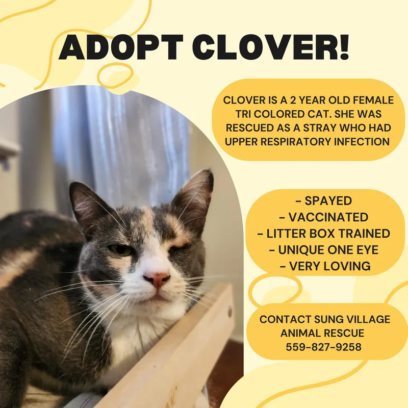 A young medium-sized female Domestic Short Hair cat named Clover for adoption in Madera, CA