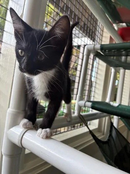 A baby small-sized male Domestic Short Hair cat named Paul for adoption in Honolulu, HI