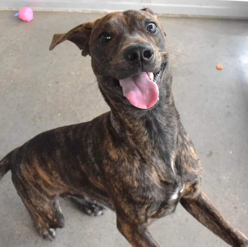 An adult medium-sized female Brindle Shepherd dog named 22248 for adoption in Broken Arrow, OK