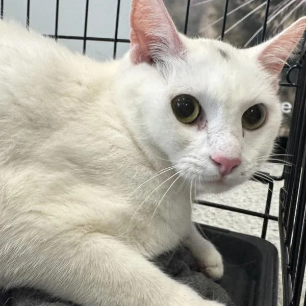 An adult medium-sized male Domestic Short Hair cat named Whippersnapper Bonded Buddy for adoption in Des Moines, IA