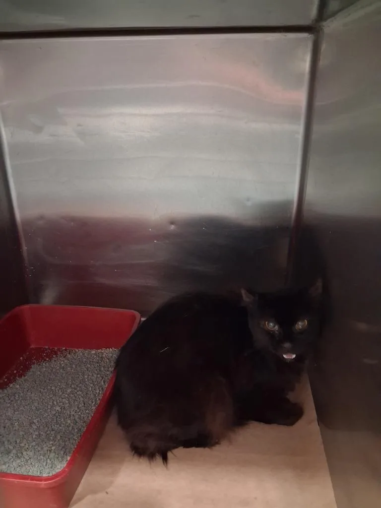 A young large-sized male Domestic Short Hair cat named Itty for adoption in Cartersville , GA