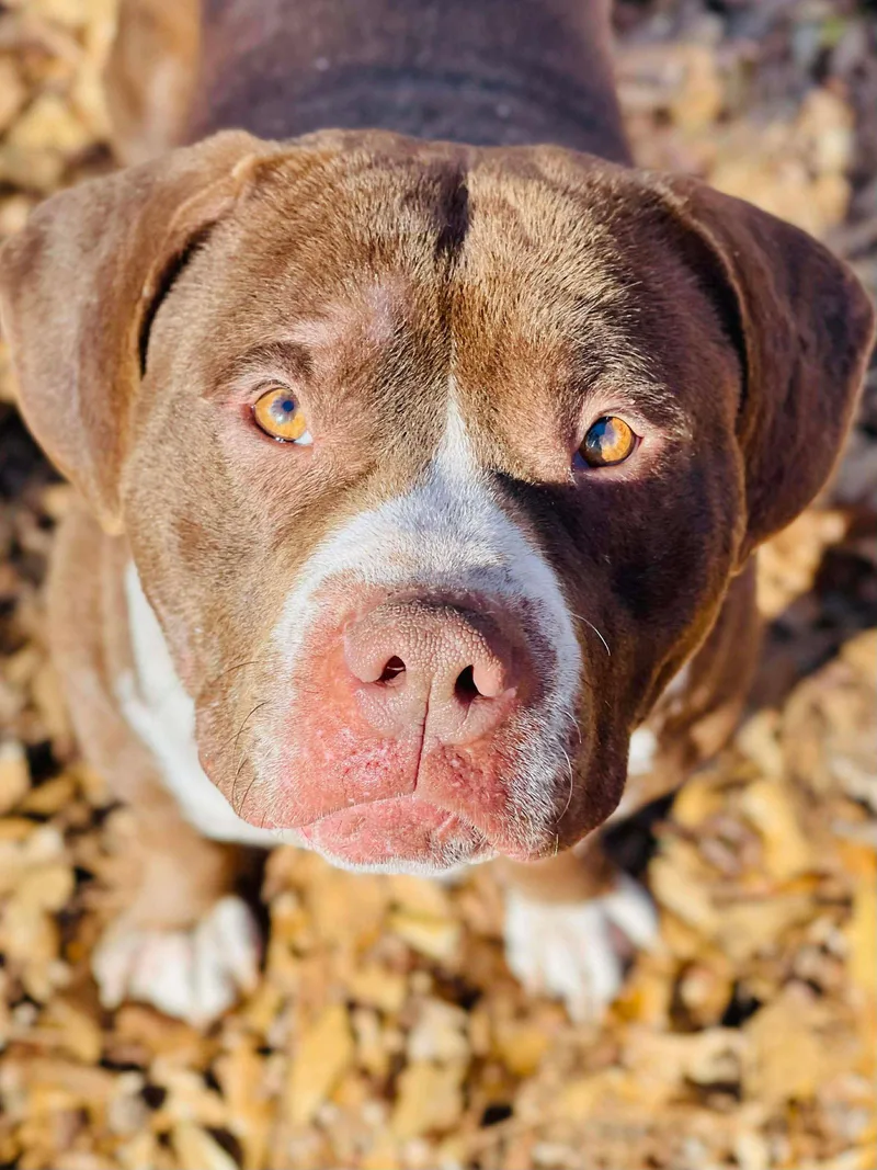 An adult large-sized male American Bulldog dog named Bubba for adoption in Social Circle, GA