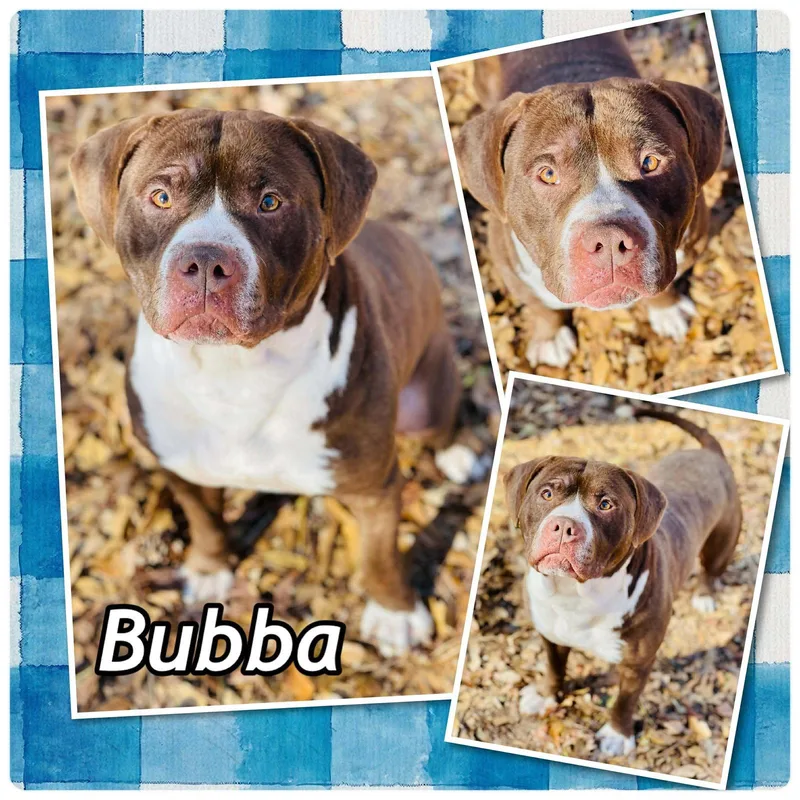 Bubba thumbnail 3