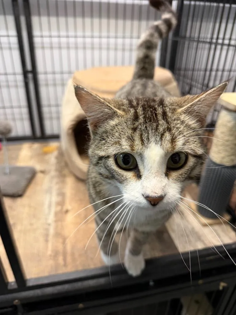 A young medium-sized male Domestic Short Hair cat named Bart for adoption in Algona, IA