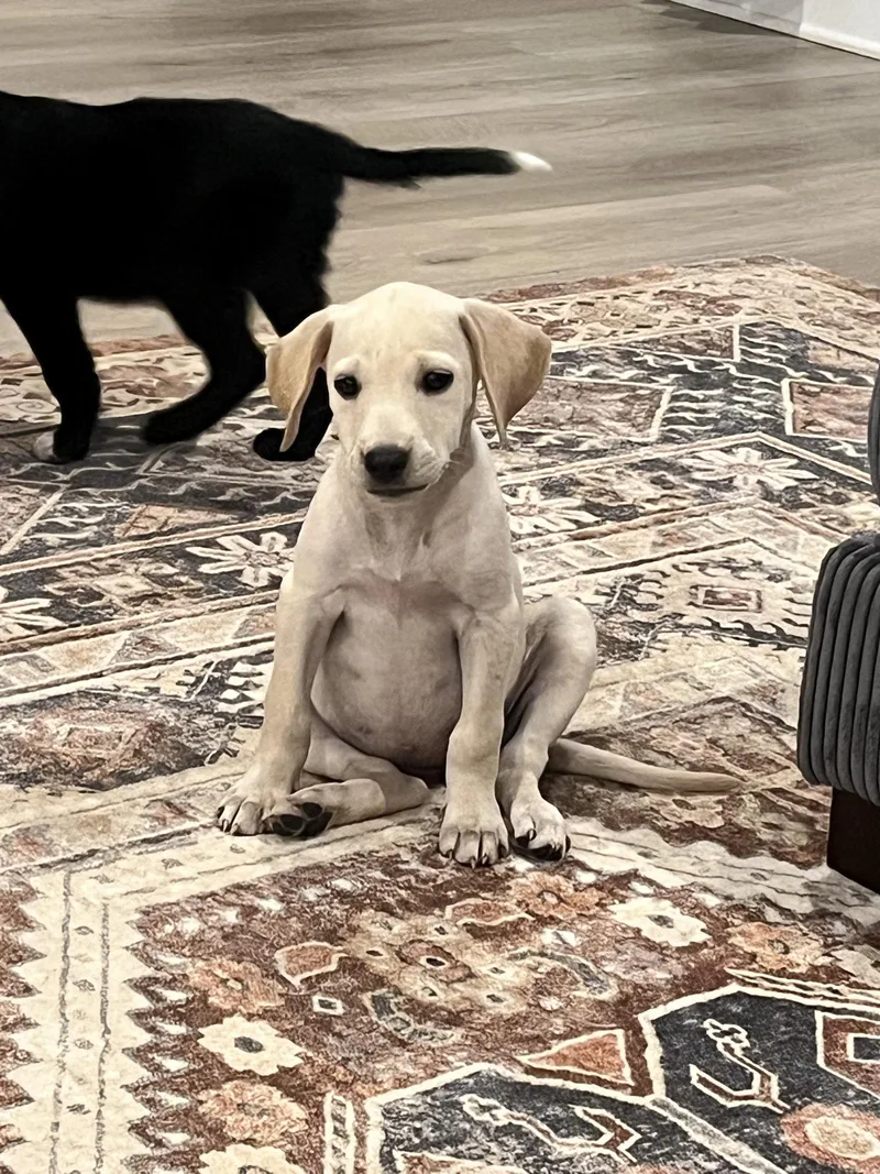 A young medium-sized female Retriever dog named Ambush for adoption in Greenville, SC