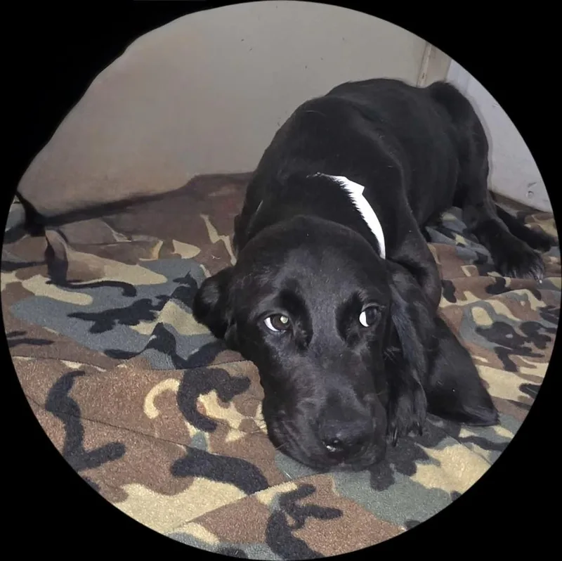 A baby large-sized male Labrador Retriever dog named Artie for adoption in Willingboro, NJ