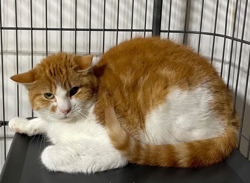 A young large-sized male Domestic Short Hair cat named Sunny for adoption in Dalton, GA