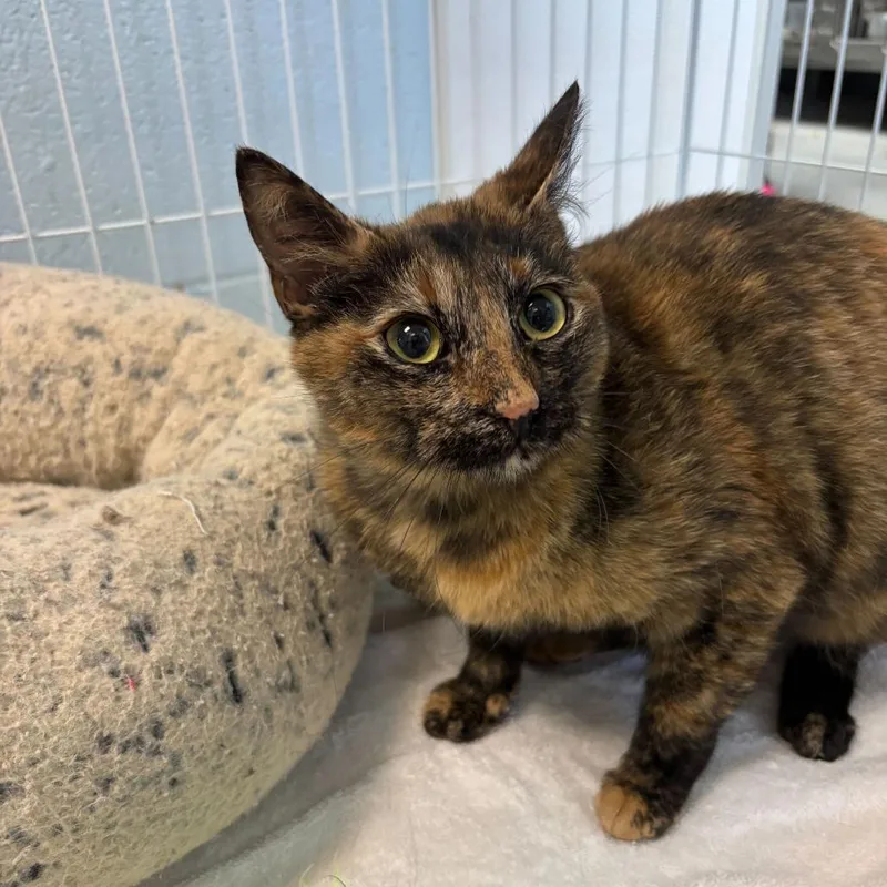 A young medium-sized female Tortoiseshell Domestic Short Hair cat named Caramel Creamer for adoption in Carencro, LA