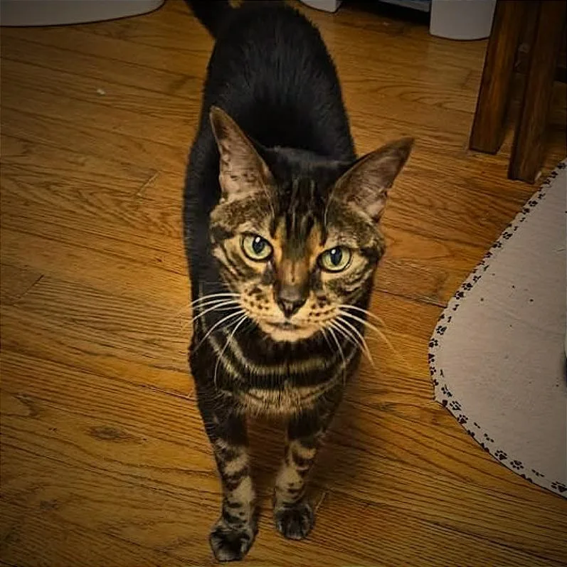 A senior medium-sized female Black Bengal cat named Piper for adoption in Warrensburg, MO