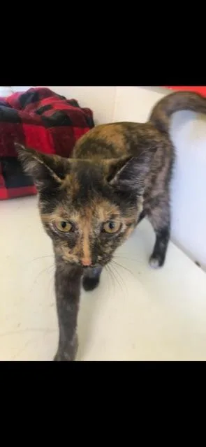 Potpourri! thumbnail 3