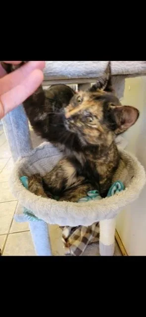 Potpourri! thumbnail 6