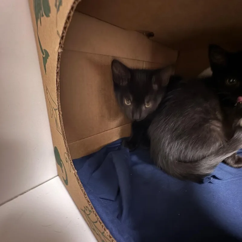 A baby small-sized female Black Domestic Short Hair cat named Othello for adoption in Reno, NV