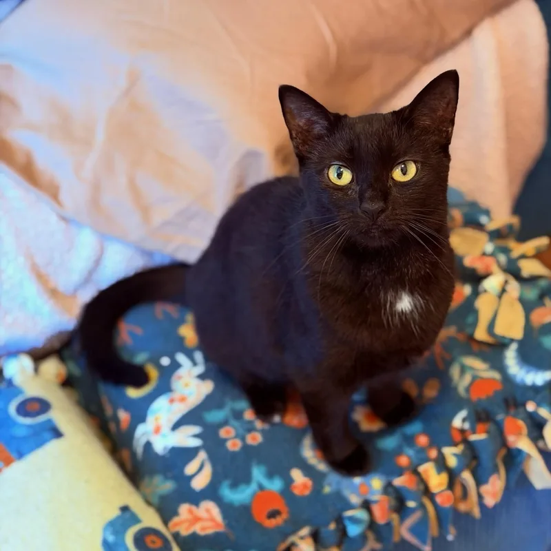 An adult medium-sized female Domestic Short Hair cat named Ginny for adoption in Honeoye, NY