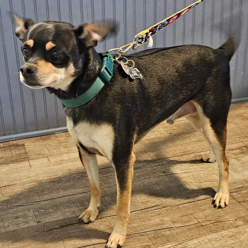 An adult medium-sized male Terrier dog named Chewy for adoption in Jefferson city, TN