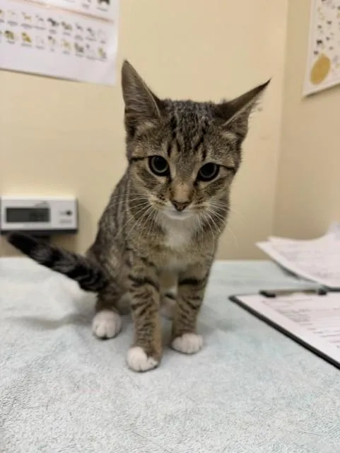 A baby small-sized female Domestic Short Hair cat named Miu for adoption in Fremont, CA