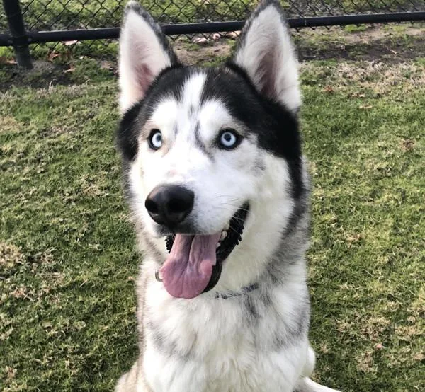 An adult large-sized male Siberian Husky dog named Rocky Mountain for adoption in Oceanside, CA